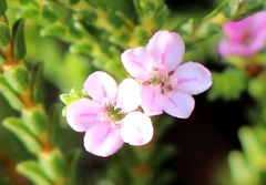 Euchaetis albertiniana