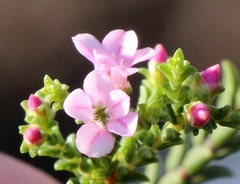 Euchaetis albertiniana