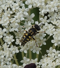 Oxybelus bipunctatus