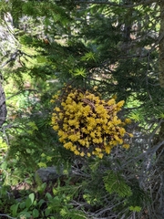 Arceuthobium americanum