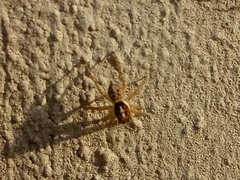 Menemerus semilimbatus