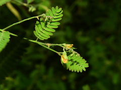 Aeschynomene sensitiva