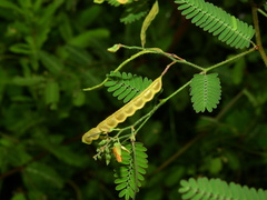 Aeschynomene sensitiva