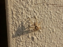 Menemerus semilimbatus