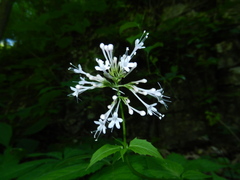 Valeriana pauciflora
