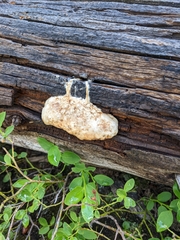 Spongiporus leucospongia