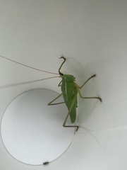 Neoconocephalus exiliscanorus