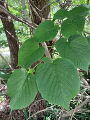 Tilia americana