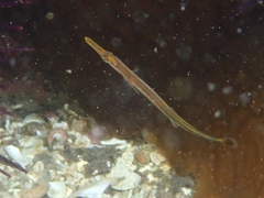 Aulorhynchus flavidus