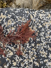 Neoptilota