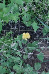 Abutilon sonneratianum