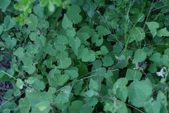 Abutilon sonneratianum