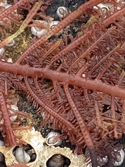 Neoptilota