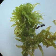 Sphagnum contortum