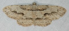 Iridopsis pergracilis