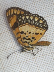 Byblia anvatara crameri