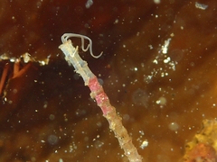 Chaetopteridae