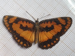 Byblia anvatara crameri