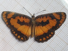 Byblia anvatara crameri