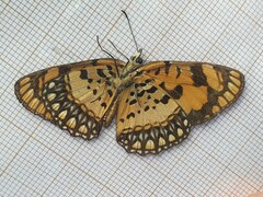 Byblia anvatara crameri