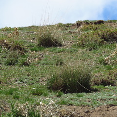 Spermophilus xanthoprymnus