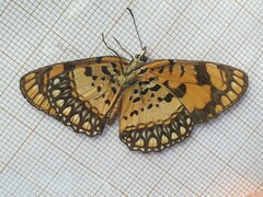 Byblia anvatara crameri