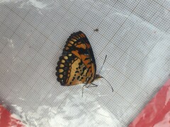 Byblia anvatara crameri