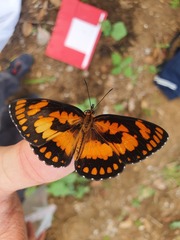 Byblia anvatara crameri