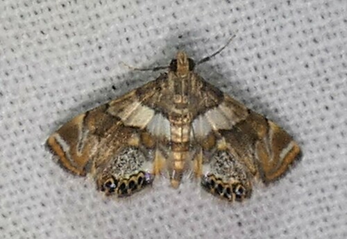 Dimorphic Leafcutter Moth photo 2
