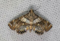 Neargyractis slossonalis