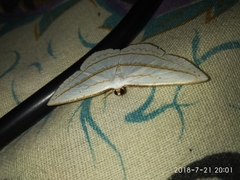 Orthocabera ocernaria