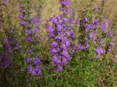 Dicerandra densiflora