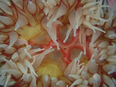 Urticina piscivora