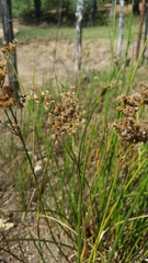 Juncus nodatus
