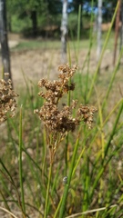 Juncus nodatus