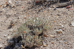 Eriogonum anemophilum