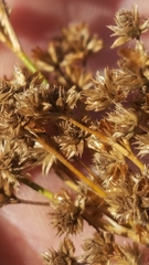 Juncus nodatus