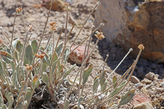 Eriogonum anemophilum