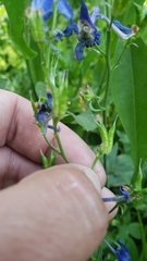 Delphinium depauperatum