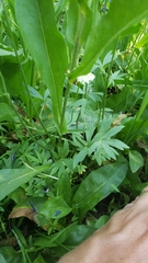 Delphinium depauperatum