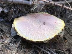 Suillus ochraceoroseus