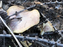Suillus ochraceoroseus