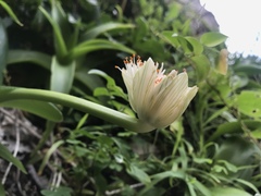 Haemanthus albiflos