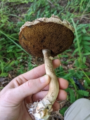 Boletellus ananas image