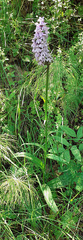 Dactylorhiza sibirica