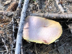 Suillus ochraceoroseus