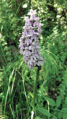 Dactylorhiza sibirica