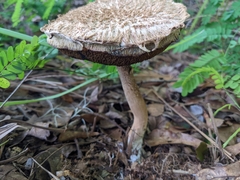 Boletellus ananas image