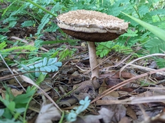 Boletellus ananas image