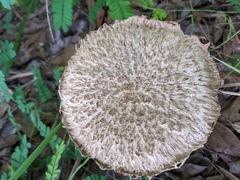Boletellus ananas image